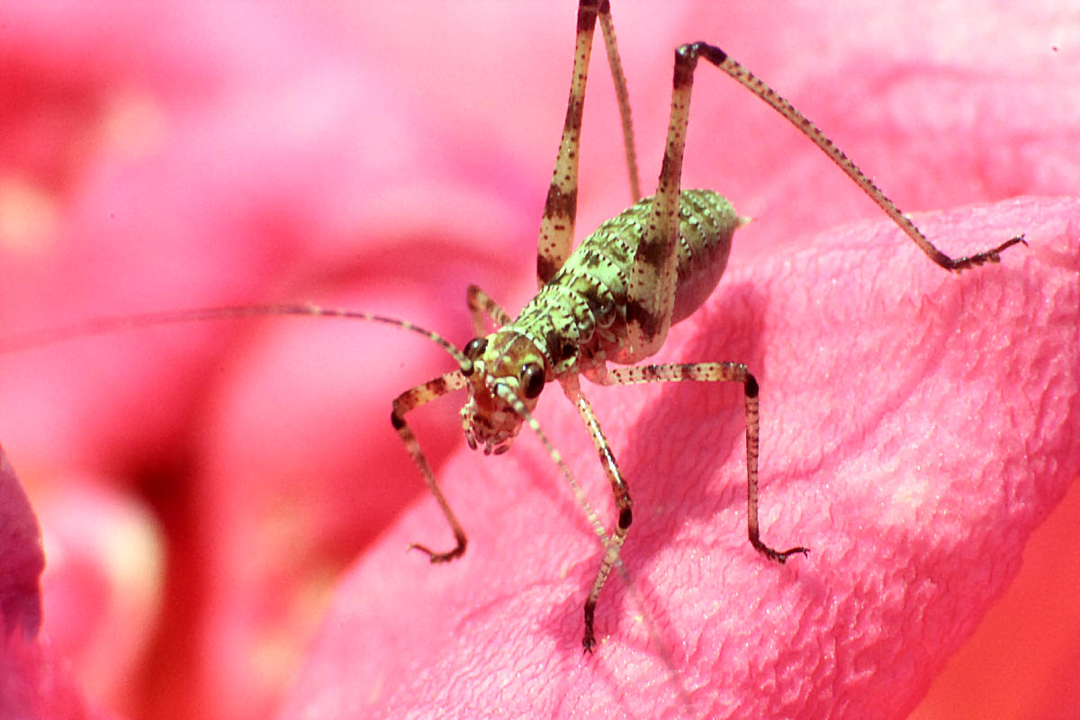 Tettogonia sp. ?  - neanide